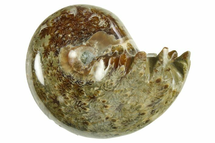 Polished Ammonite (Phylloceras) Fossil - Madagascar #288061